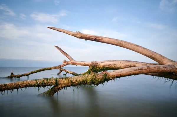 水の上の木の枝の閉鎖 — ストック写真