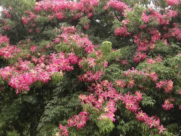 Μεταξωτά Άνθη Δέντρου Ceiba Speciosa — Φωτογραφία Αρχείου