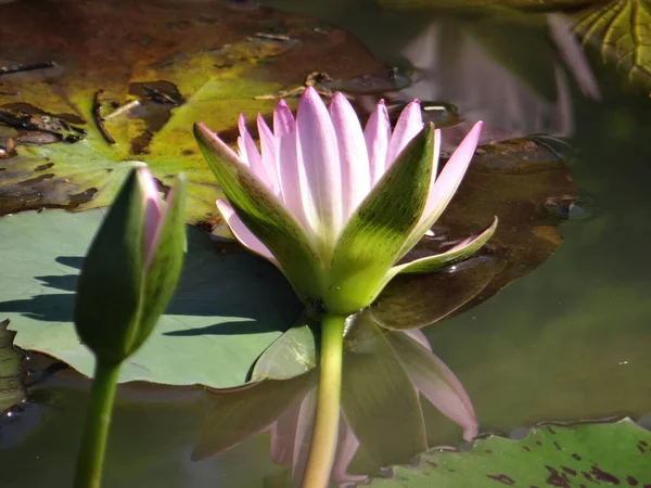 Blooming Water Lilies Pond — Stok fotoğraf