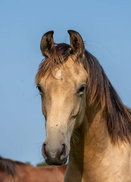 Vertikální Portrét Krásného Hnědého Koně — Stock fotografie