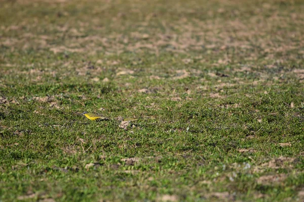 Closeup Shot Bird Field Day — Photo
