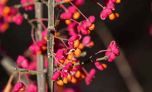 Shallow Focus Branch Euonymus Europaeus Fruit Blurred Background — 图库照片