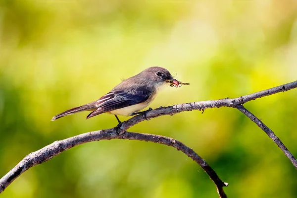 Portrait Cute Eastern Phoebe Perched Twig — Stockfoto