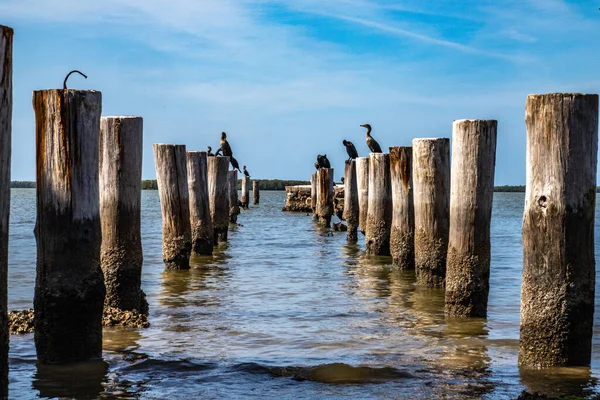 Cormorants Perched Wooden Pillings Water Florida — Fotografia de Stock