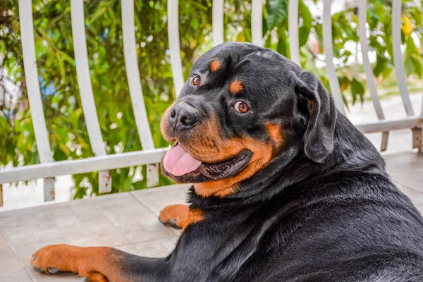 Closeup Shot Beautiful Rottweiler Lying Front Railings — Stock Photo, Image