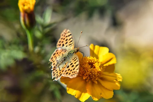 Selective Focus Pearl Butterfly Yellow Flower Blurred Garden Background — Foto Stock