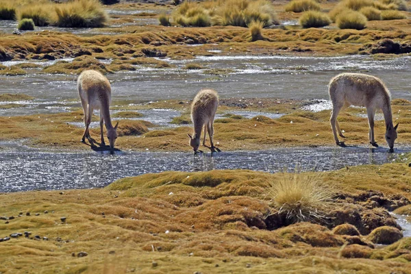 Closeup Vicunas Drinking Water Pond Atacama Desert Chile —  Fotos de Stock