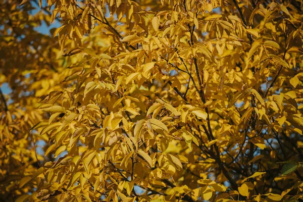 Closeup Yellow Leaves Tree Autumn — Fotografia de Stock
