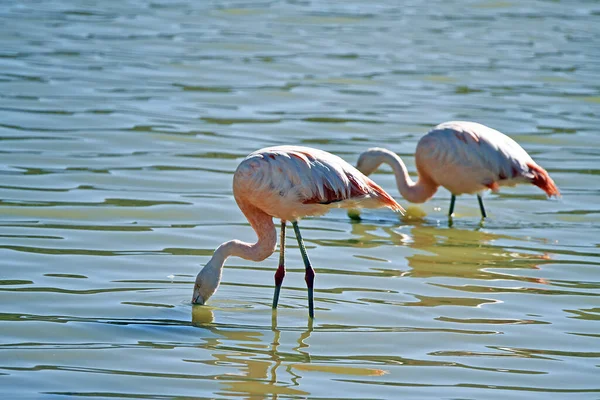 Closeup Flamingos Lake Sunlight Chile — 图库照片