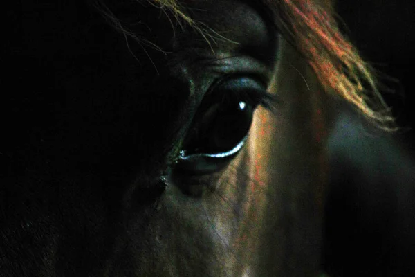 Primer Plano Ojo Caballo — Foto de Stock