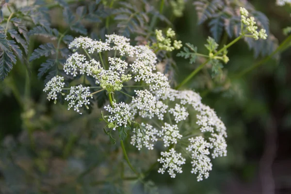 Close Wild White Flowers Hemlock Plant — ストック写真