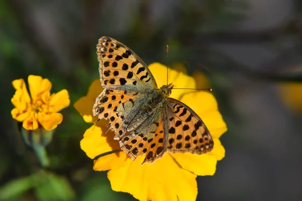 Selective Focus Pearl Butterfly Yellow Flower Blurred Garden Background —  Fotos de Stock