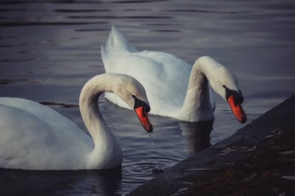 View Beautiful White Swans Pond — Foto de Stock