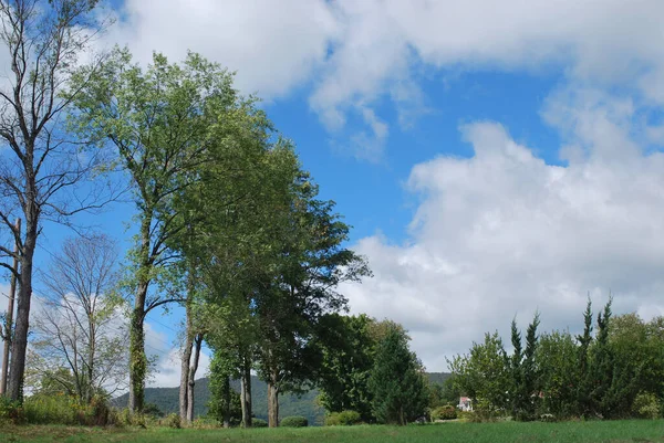 Beautiful Green Meadow Trees Cloudy Blue Sky — Zdjęcie stockowe