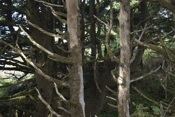Forest Birch Trees Captured Spring — ストック写真
