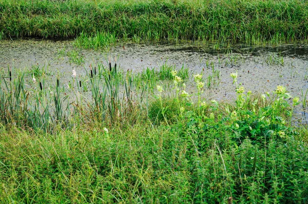 Bush White Elderflower River — Foto de Stock