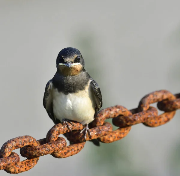 Closeup Shot Typical Swallow Bird Perched Rusty Chain — Stockfoto