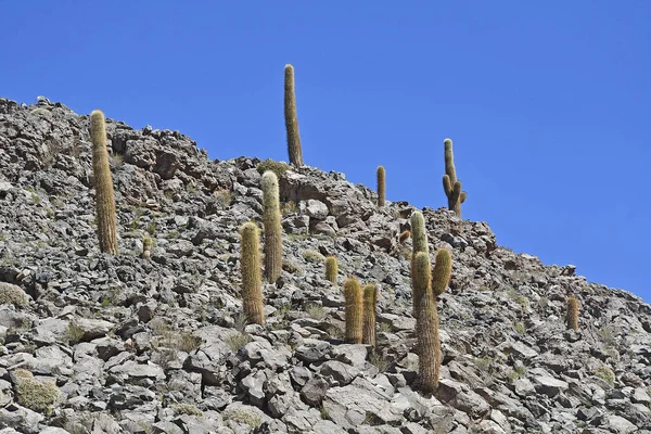 Closeup Cacti Growing Rocks Atacama Desert Sunlight Chile — ストック写真