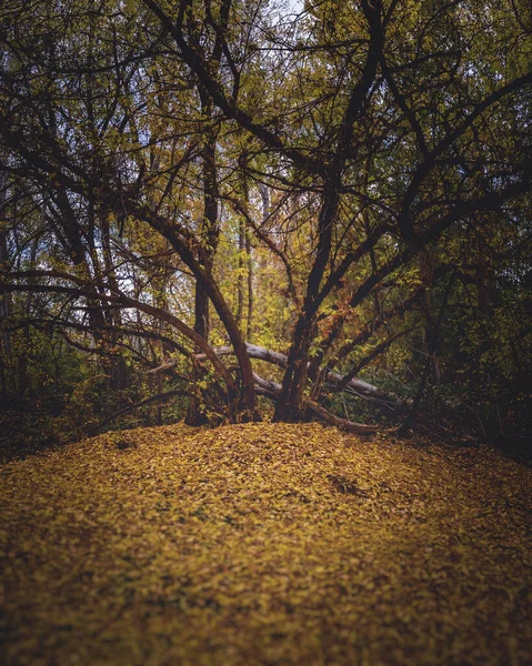 Eerie Scenery Enchanting Tree Golden Autumn Leaves Woods Fall — Fotografia de Stock