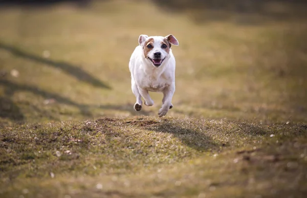 Jack Russell Terrier Running Park — Zdjęcie stockowe