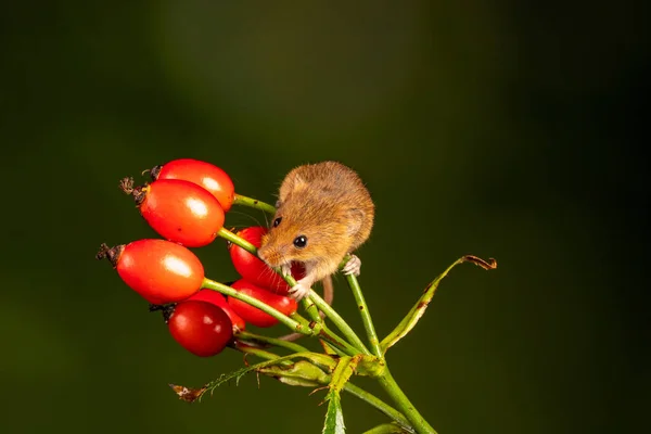 Brown Harvest Mouse Rosehip Branch — Stockfoto