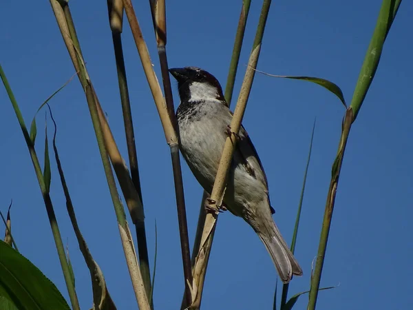 Sparrow Reed Netherlands — Stok fotoğraf