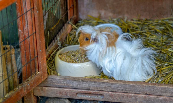 Guinea Pig Eating Its Bowl Cage — Photo