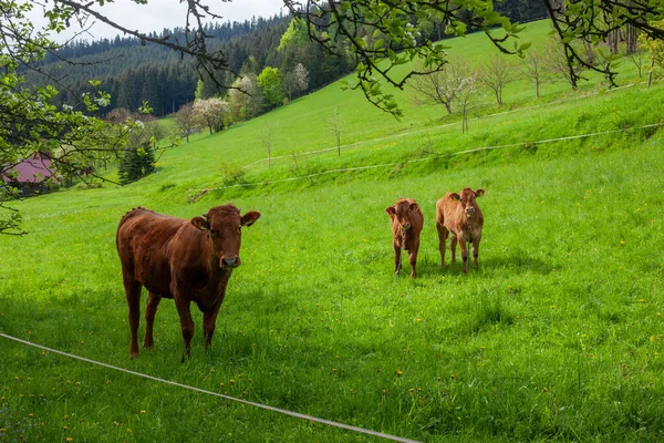 Closeup Cows Green Meadow Mountains — Zdjęcie stockowe