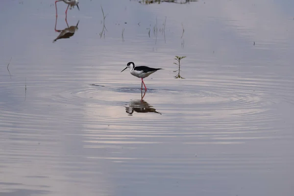 Beautiful Shot Black Necked Stilt Lake Day — Foto de Stock