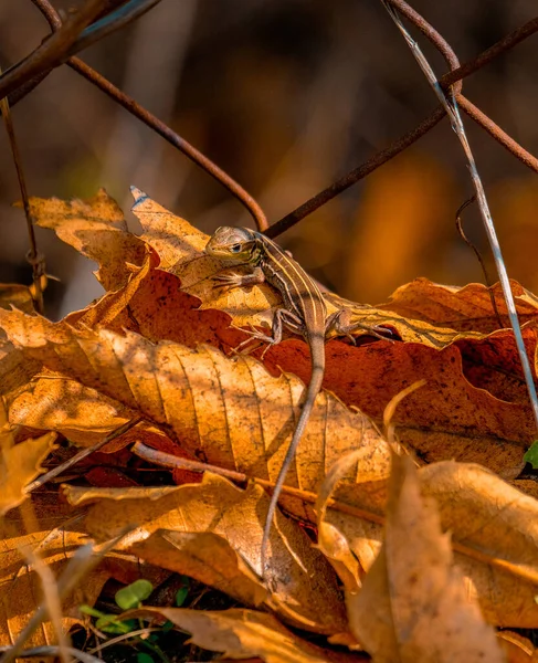 Selective Focus Patterned Lizard Fallen Brown Leaves Wild — Stockfoto