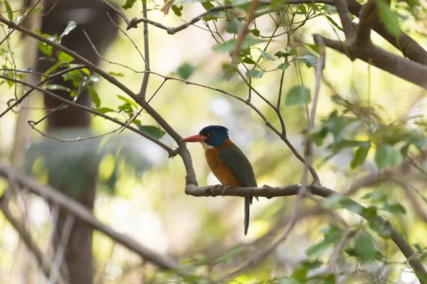 Kingfisher Bird Perched Tree Branch Actenoides Monachus Tangkoko National Park — Stockfoto