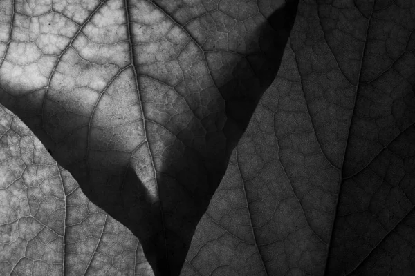 Grayscale Closeup Shot Leaves — Stock fotografie