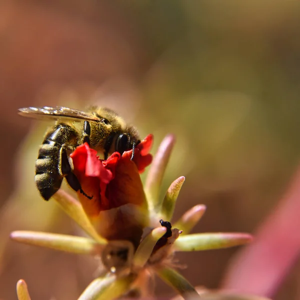 Selective Focus Bee Collecting Nectar Flower — Foto de Stock