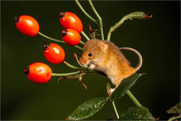 Brown Harvest Mouse Rosehip Branch — Fotografia de Stock