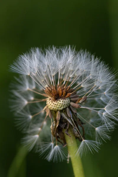 Vertical Macro Shot Common Dandelion Blurred Background — Foto de Stock