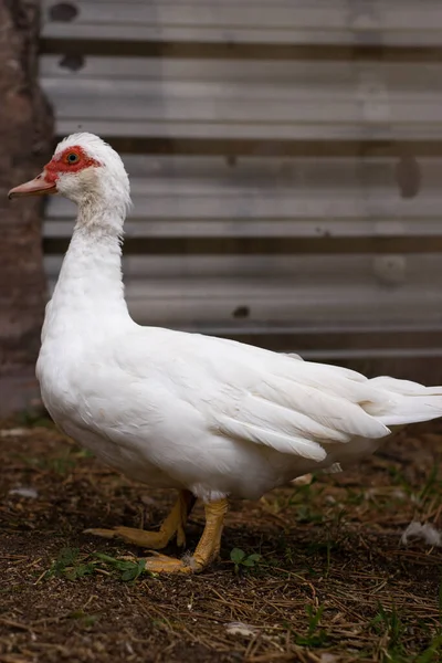 Closeup Shot White Adult Duck Pen Farm — Stock Fotó