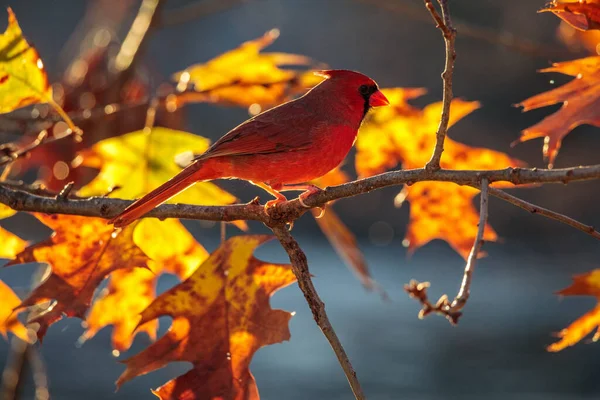 Red Northern Cardinal Bird Standing Tree Branch Blurred Background — Foto Stock