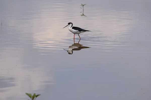 Beautiful Shot Black Necked Stilt Lake Day — Stockfoto