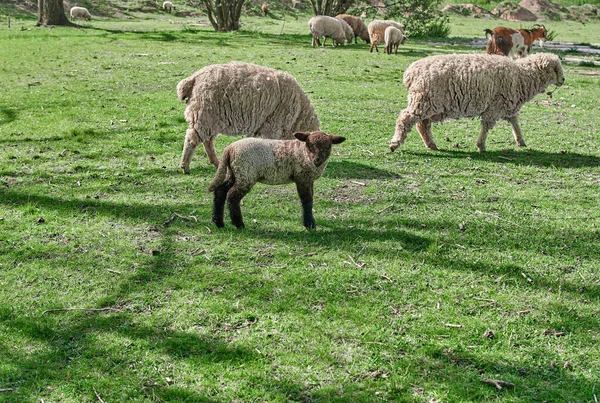 Herd Sheep Green Pasture — Stockfoto