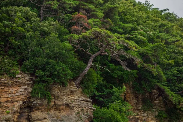 Beautiful View Green Trees Rocky Cliffs — стоковое фото