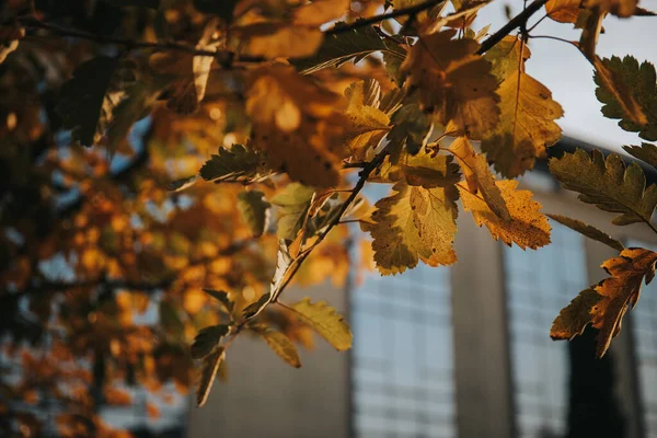 Closeup Yellow Leaves Tree Autumn — Stock fotografie