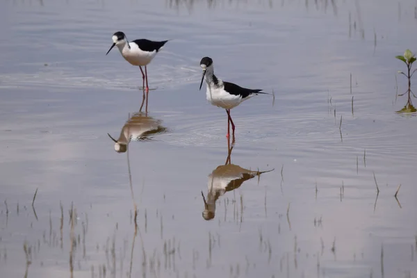 Beautiful Shot Black Necked Stilts Lake Day — 스톡 사진