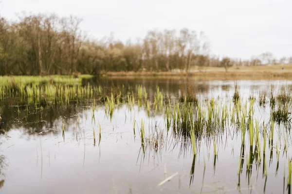 Vertical Shot Wetland Reed Growing Water Burgh Haamstede Zeeland Netherlands — Stockfoto