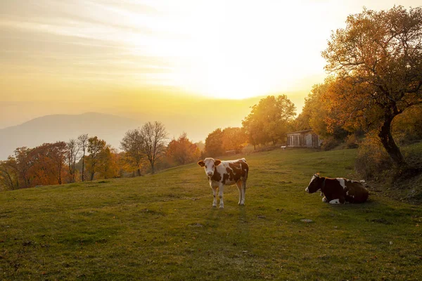 Shot Two Cows Field Background Beautiful Sunrise — 스톡 사진