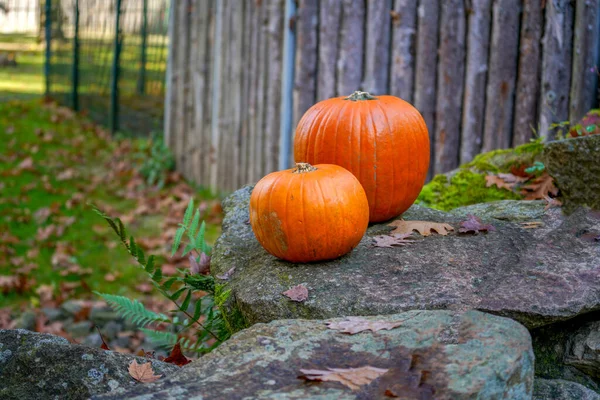Two Pumpkins Yard Stone — стоковое фото