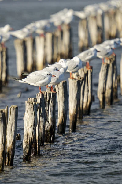 Flock Seagulls Perched Wooden Breakwater — Stok fotoğraf