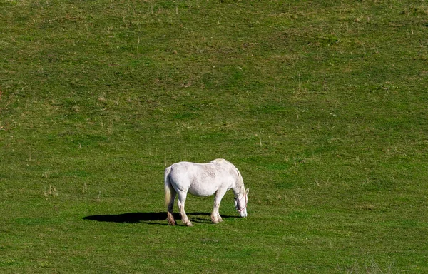Beautiful Scene White Horse Grazing Field Sunny Day — 图库照片