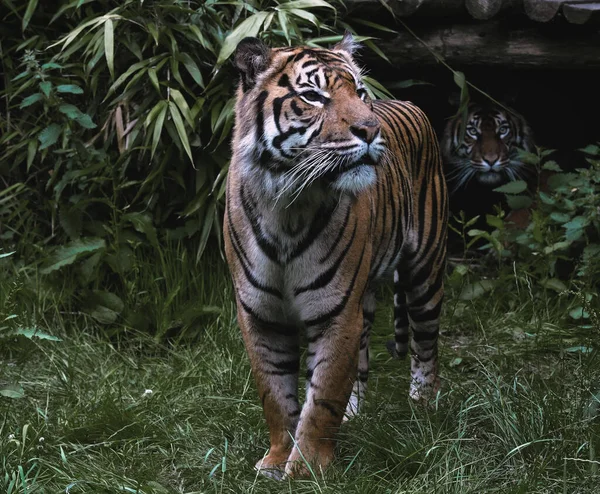 Beautiful Shot Two Tigers Forest Rotterdam Netherlands — Zdjęcie stockowe