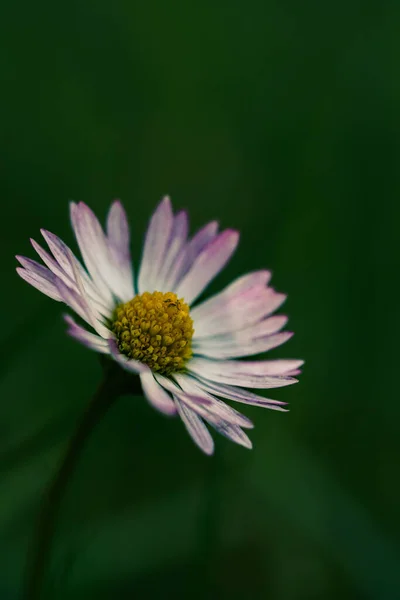 カモミールの花のクローズアップ — ストック写真