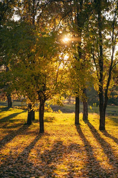 Vertical Shot Sun Shining Autumn Trees — Stok fotoğraf